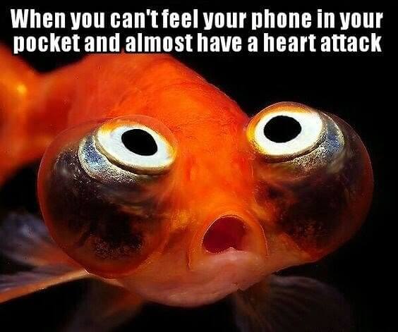 ​Time for the Fish to Panic