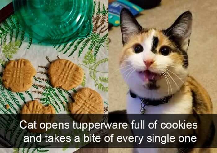 Cat Tested And Approved