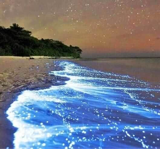 Sea of Stars. Vaadhoo Island, Maldives