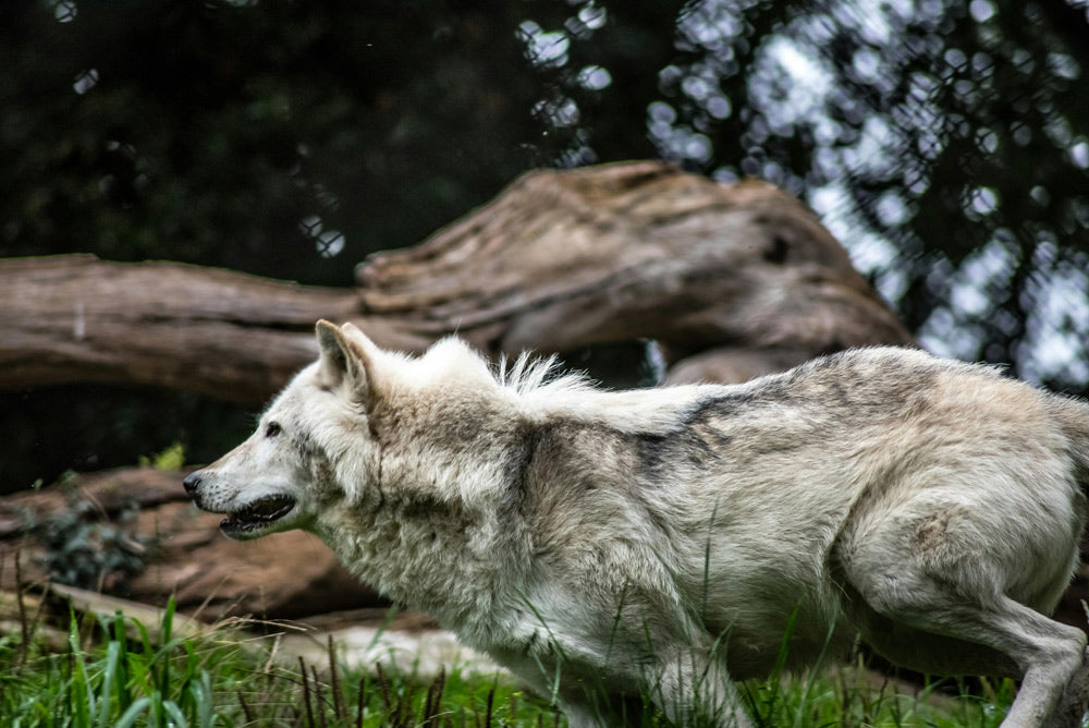Sweden Launches Controversial Hunt to Slash Wolf Population
