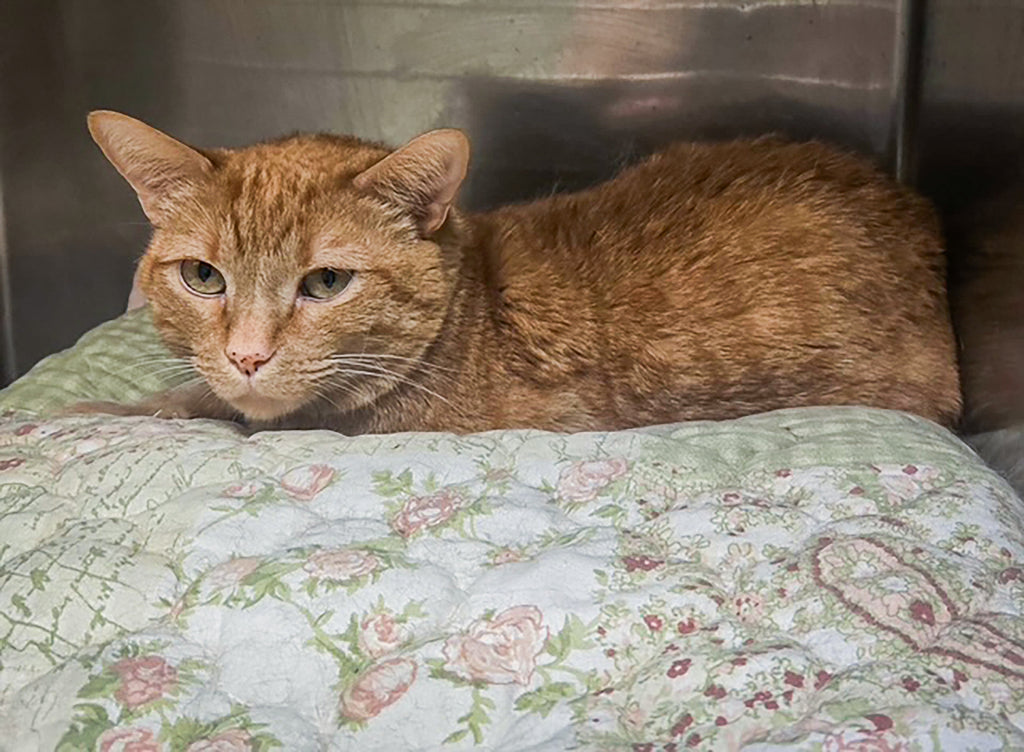Cat Dumped on Shelter Bench is Now Thriving Thanks to Your Donations
