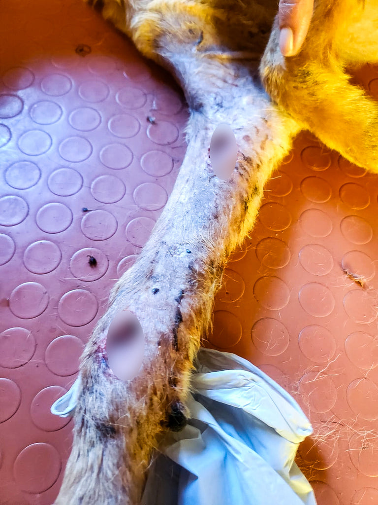 Stray Dog Covered in Severely Infected Bite Wounds Needs Your Help to Heal