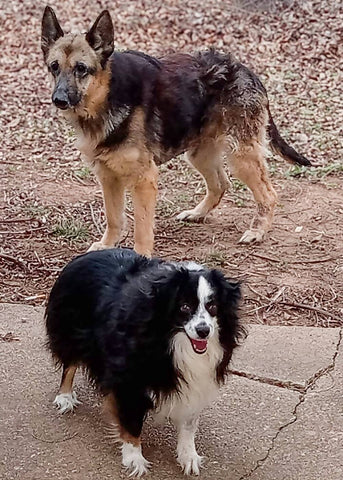 After Their Human Went to Hospice, You Helped Feed Two Dogs