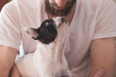 Study Offers Theory on Declining Birthrates, Increasing Dog Ownership
