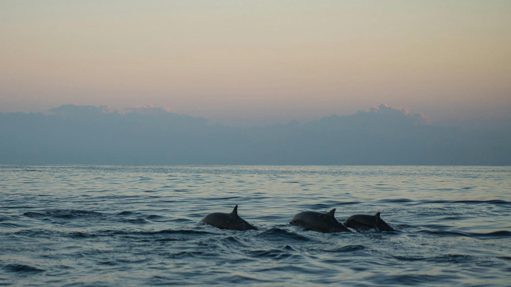 Dolphins Slain in Front of Children by Charter Boat Fisherman