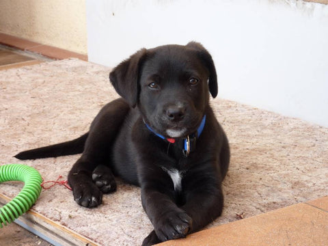 Heartbroken When Puppy’s Owner Claims Him, Woman Gets New Surprise