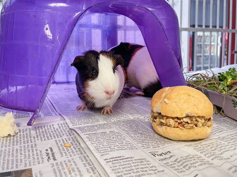 You Helped Provide Fun and Games to Shelter Guinea Pigs
