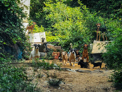 More Than 100 Pets Rescued From Unlivable Conditions, How You Can Help