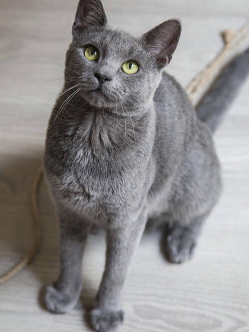 Three Cats Are Tossed Into a Yard, One Decides to Stay