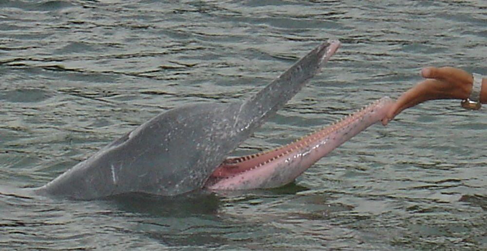 Thirteen Remaining Freshwater Dolphins Struggle to Survive in China as Habitat Vanishes