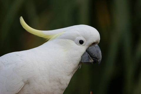 Clever Wild Birds in Australia Learn How to Operate Water Fountains