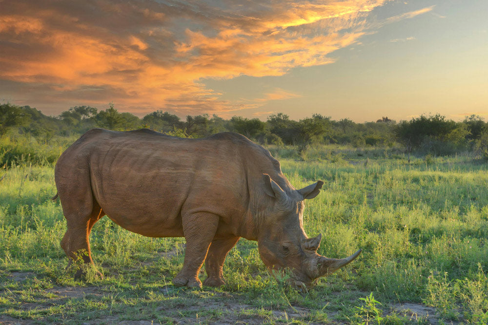 Conservation Teams Are Sawing Off Rhino Horns to Stop Brutal Killings And It’s Working