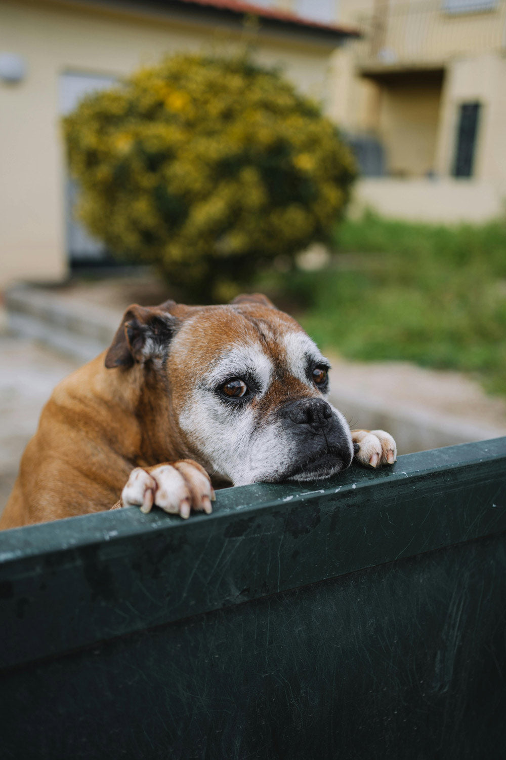Got A Canine ‘Shadow’? Clingy Dogs May Be Showing Signs of Deeper Trouble
