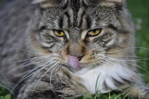 Mother Cat Digs Through Gravel Driveway to Get Back to Her Babies