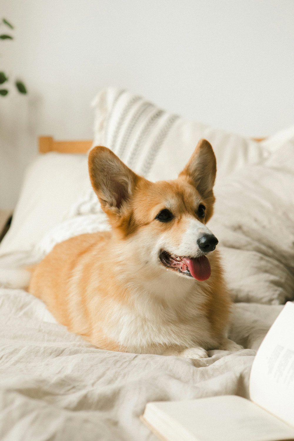 Letting Your Dog Sleep in Bed Could Be Hurting You Both