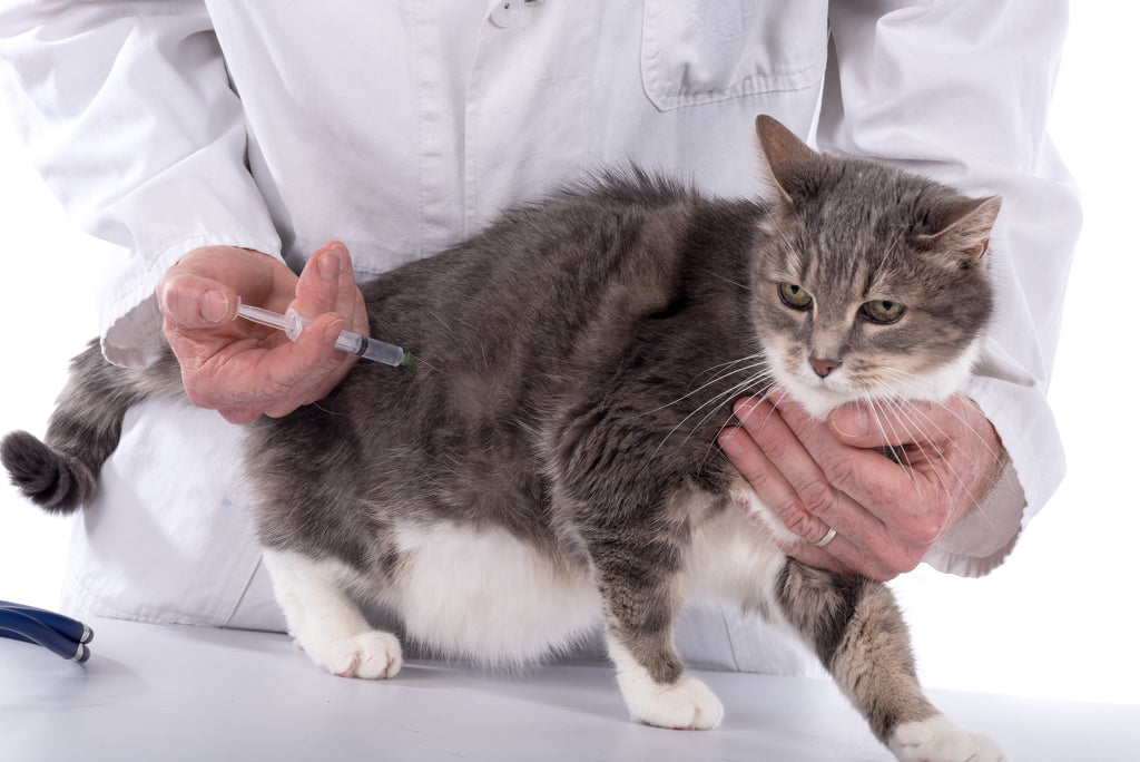 Why Vaccinating Dogs and Cats is Vital to Their Health
