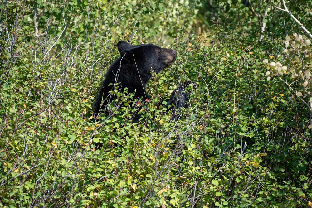 Lawmakers Push To Let Packs Of Dogs Chase California’s Black Bears Again