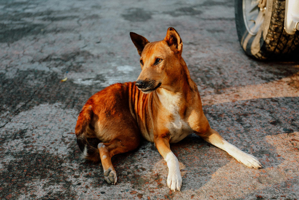 Supreme Court Orders Could Tear India’s Community Dogs From Their Homes
