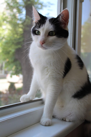 Shelter Cat Pounces On Top of Visitor She Wants to Take Her Home