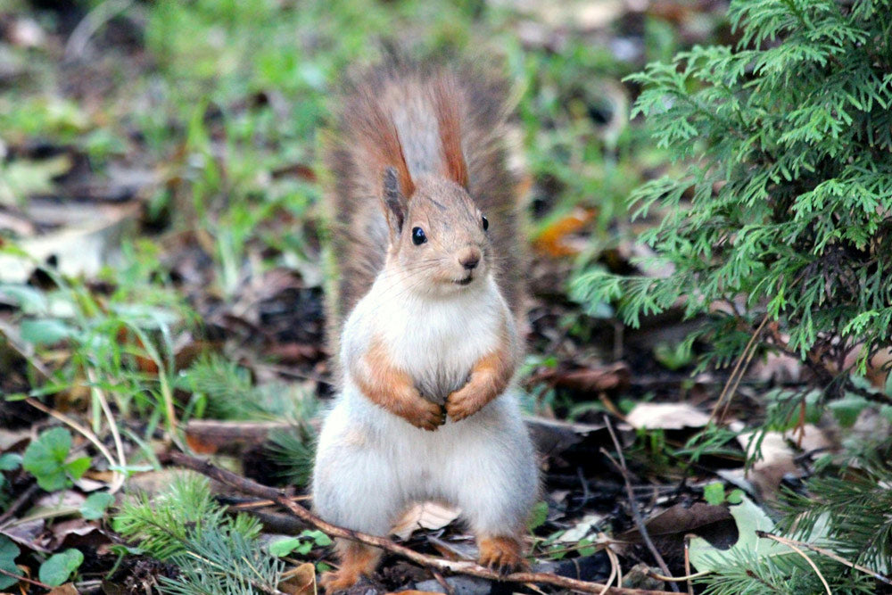 ‘Zombie Squirrels’ With Oozing Flesh Terrify Homeowners Across North America