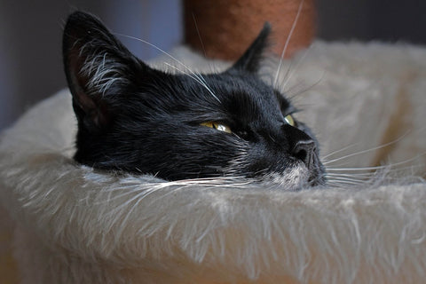 Shelter Volunteer Notices All Cats Are Loud Meowers, Except One