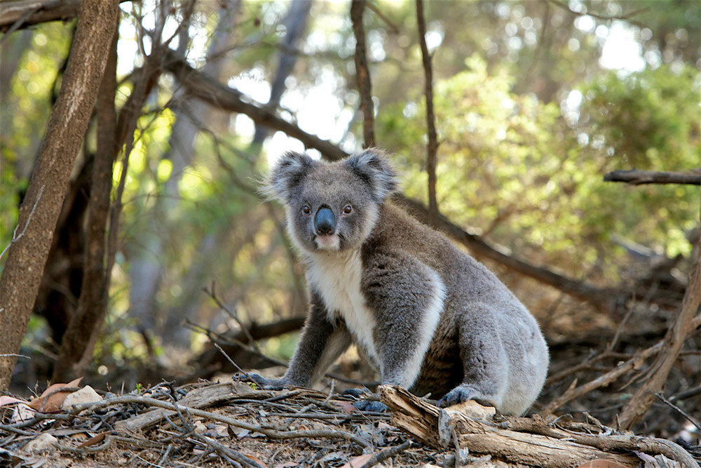 New South Wales Creates Massive Sanctuary To Save 12,000 Koalas
