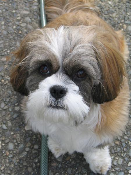 Family Races To Save Their Dog After A Sudden, Terrifying Collapse