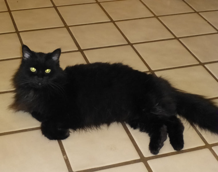 Desert Dumped Cat Begs To Come Inside And Finds A Family For Life