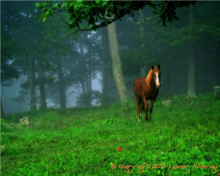 Starved Mare Learns To Trust Again Through A Girl’s Unshakable Love