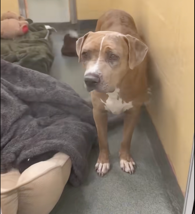 Stressed Shelter Dog Looking for Quiet Home & Someone to Love