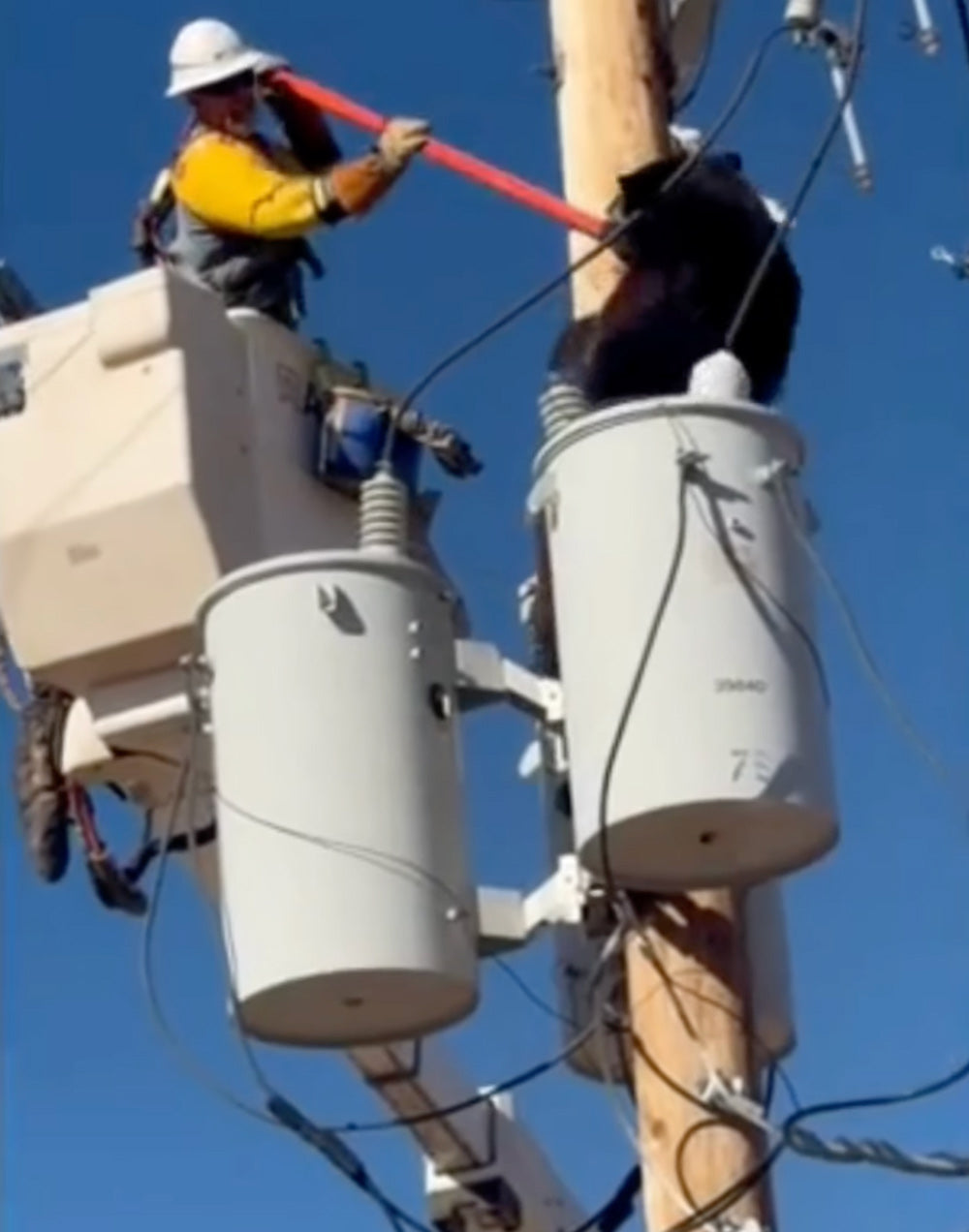 Bear Clings for Life on Arizona Power Pole Until Lineman Risks Everything