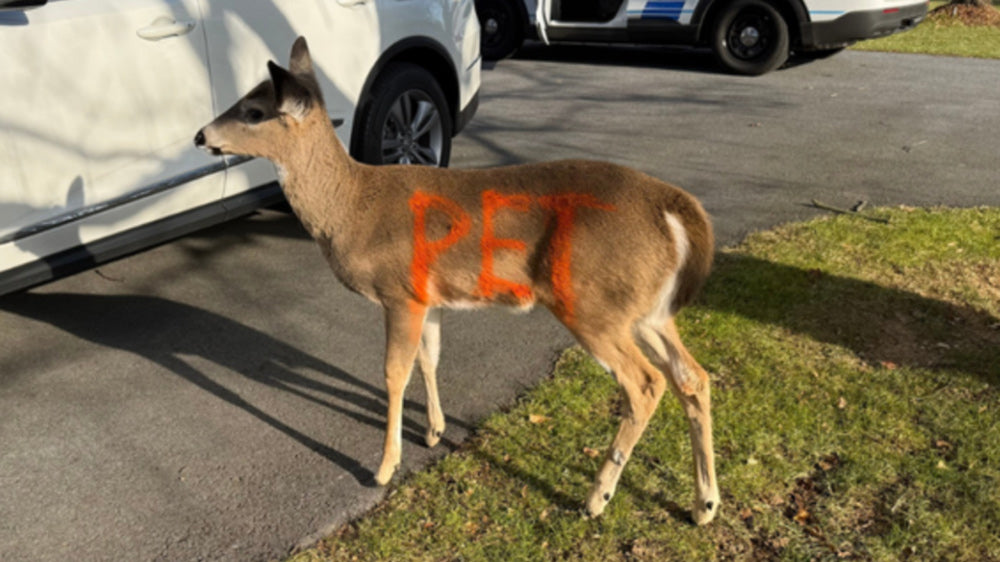 Painted Deer Raises Alarm As Evidence of Illegal Human Imprinting Emerges