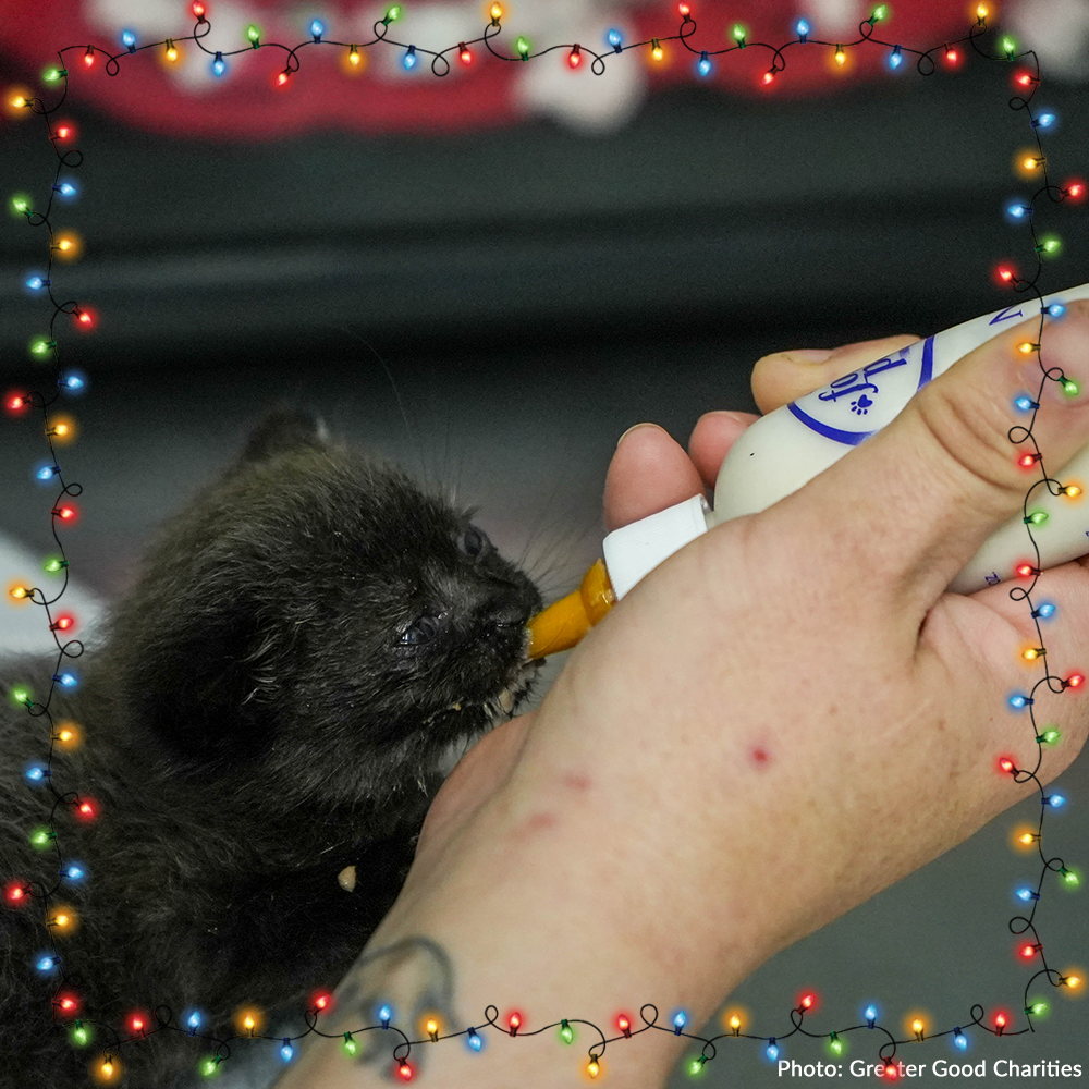 5 Ways to Help Animals in Need This Holiday Season