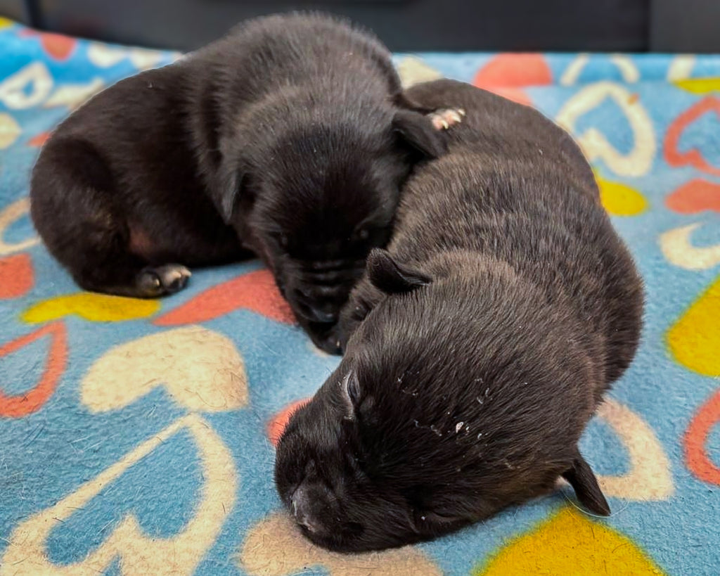 Puppy Struggling to Breathe Needs Your Support to Survive