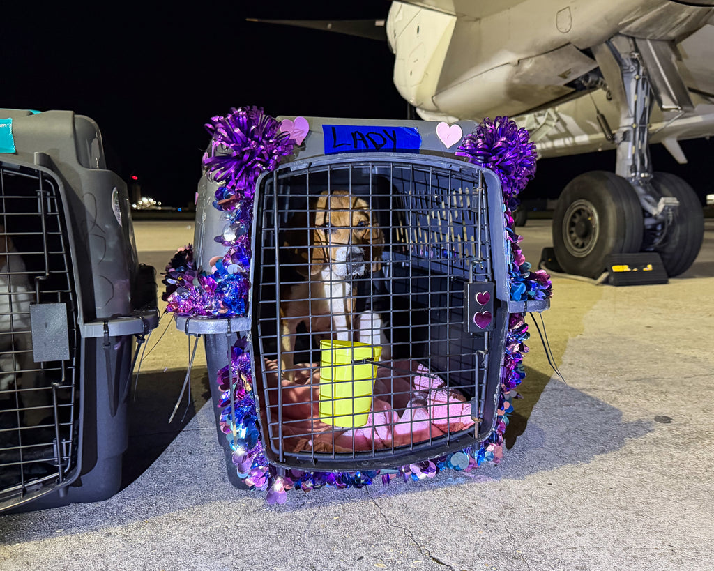 Over 40 Shelter Dogs Land in New Jersey to Start New Life