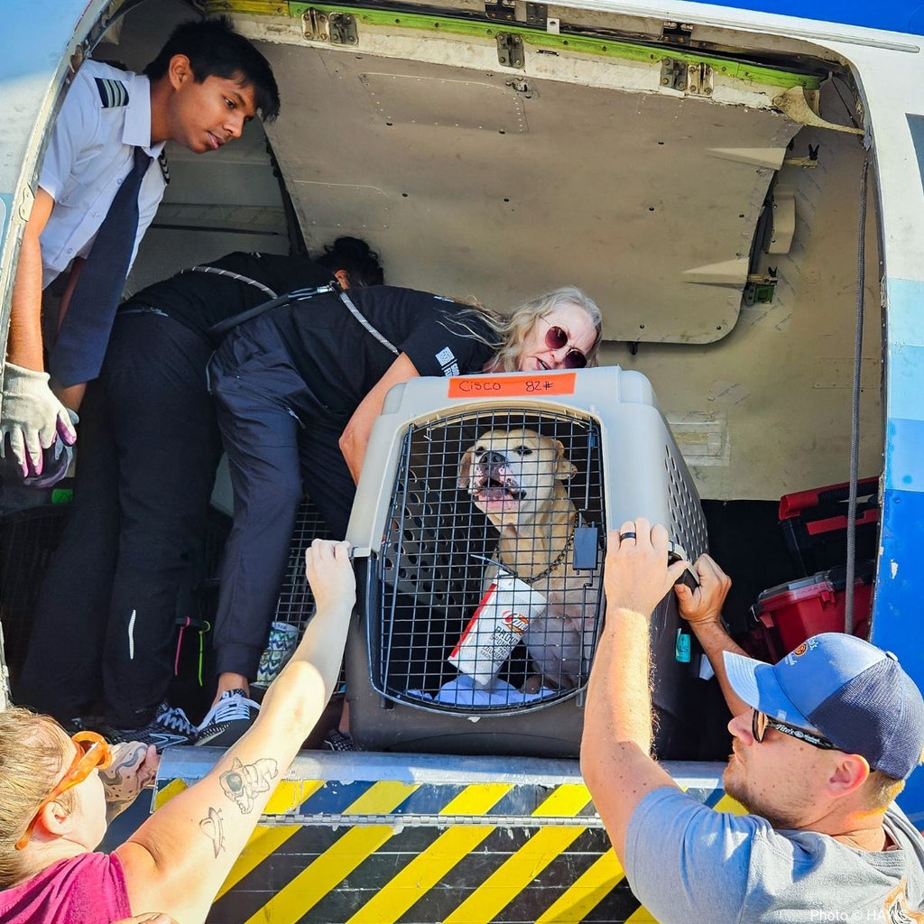 At-Risk Shelter Dogs Get Second Chance at Finding Love with Flight to Freedom