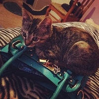 Tiny Kitten Falls From Moving Car And Finds A Family Instead