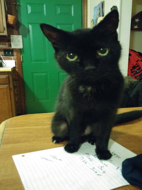 Young Black Cat Escapes Euthanasia And Finds A Forever Family