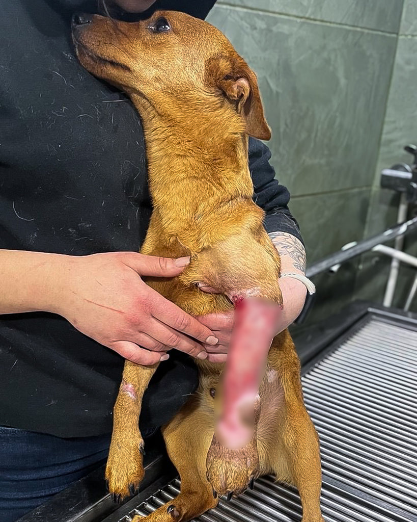 Dog with Fractured Pelvis and Open Wounds Rescued from War-Torn Streets of Ukraine