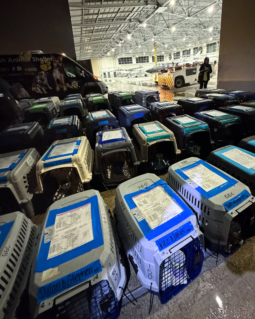 Over 50 Shelter Dogs Land in New Jersey to Find Their Forever Valentine