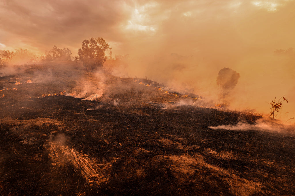 Australian Bushfires and Extreme Heat Take Deadly Toll on Vulnerable Flying Foxes