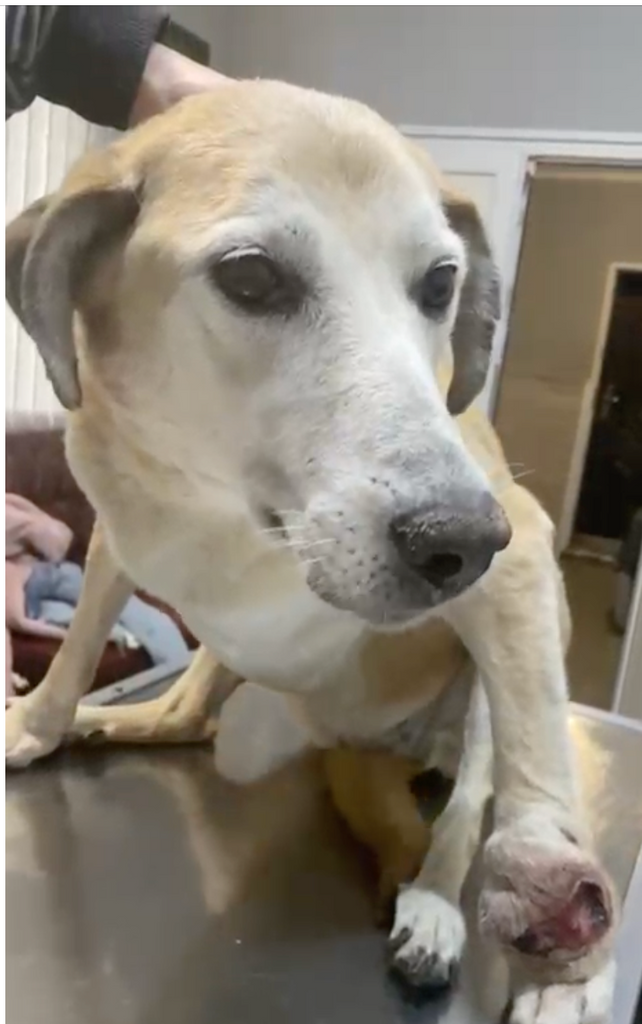 Senior Dog Found on War-Torn Streets Struggling to Walk with Massive Tumor