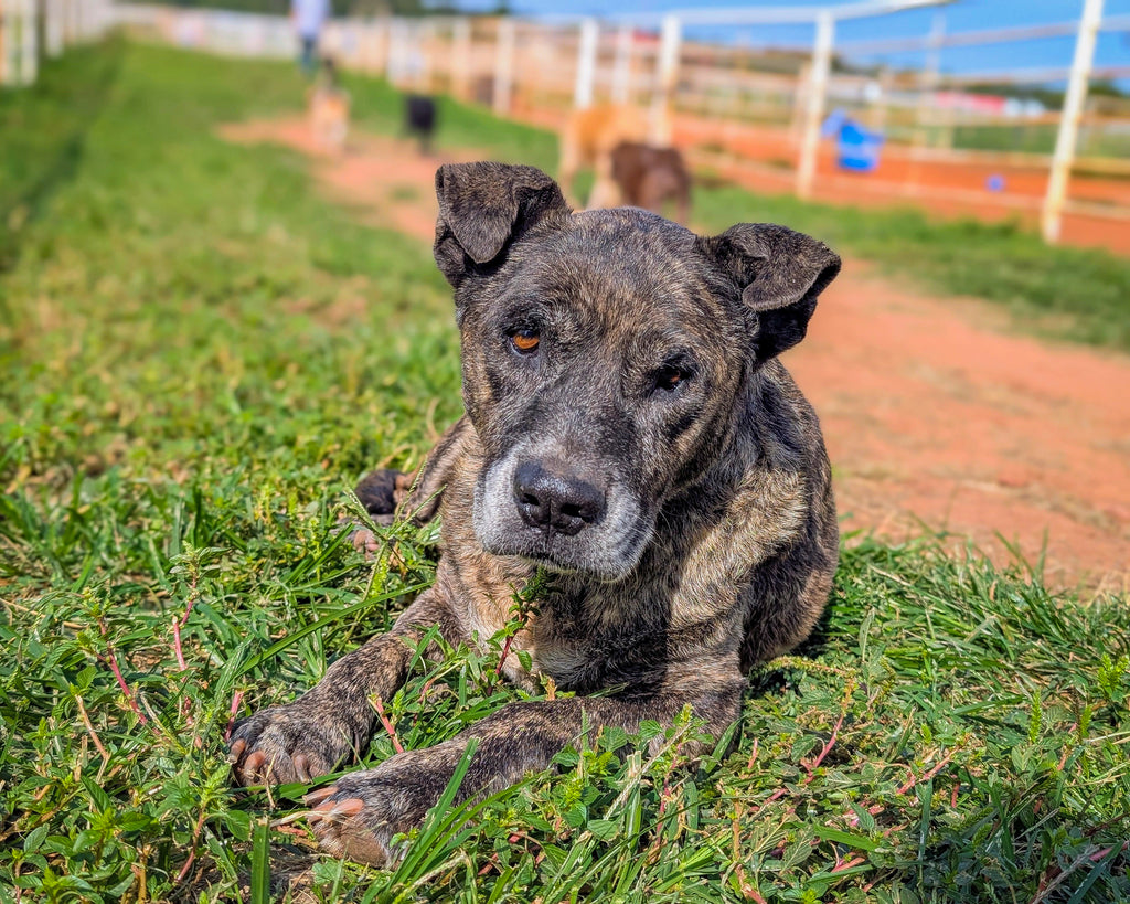 Senior Rescue Dog Has Extra “Pep in Her Step” Thanks to Donated Food