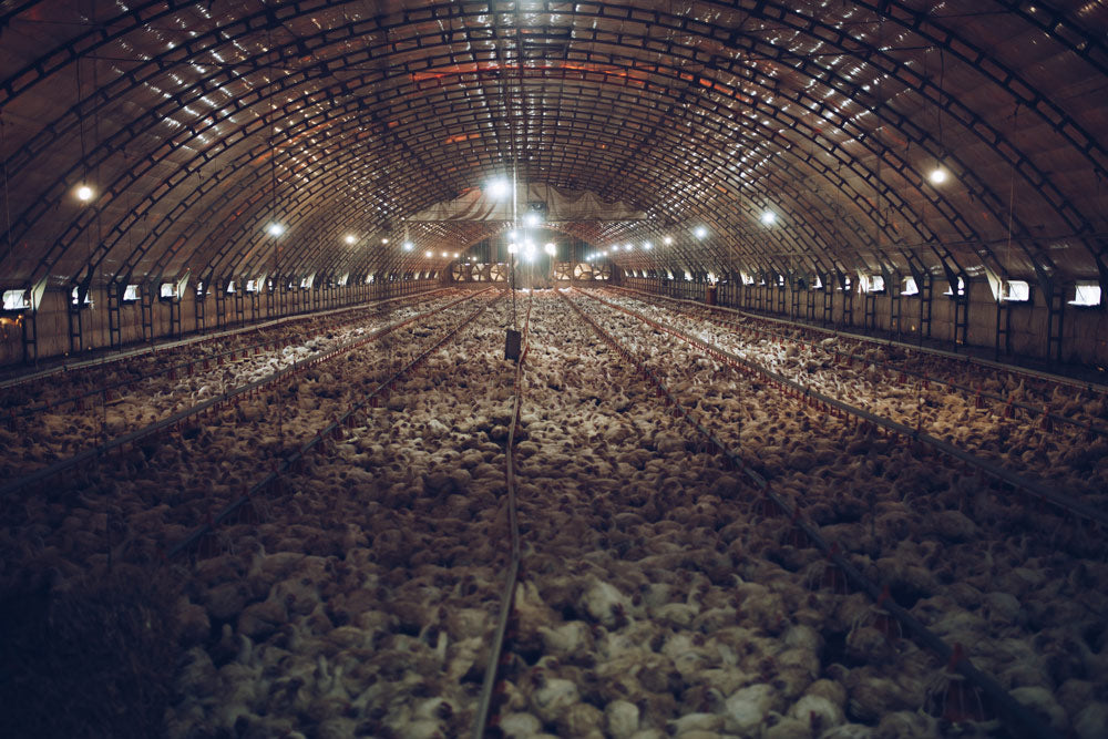 Croatia Faces an Industrial Poultry Takeover With Animals Paying the Price