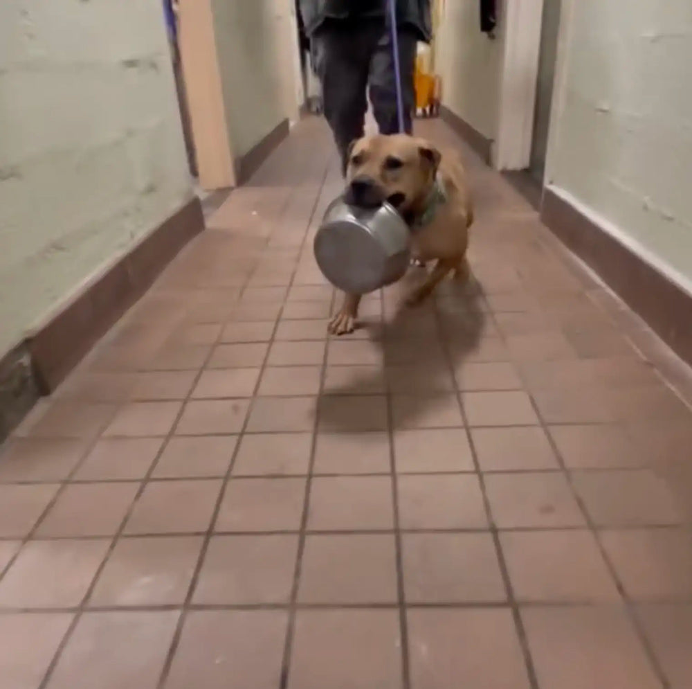 After Five Years In A Shelter, Dog Clings To His ‘Emotional Support Bowl’