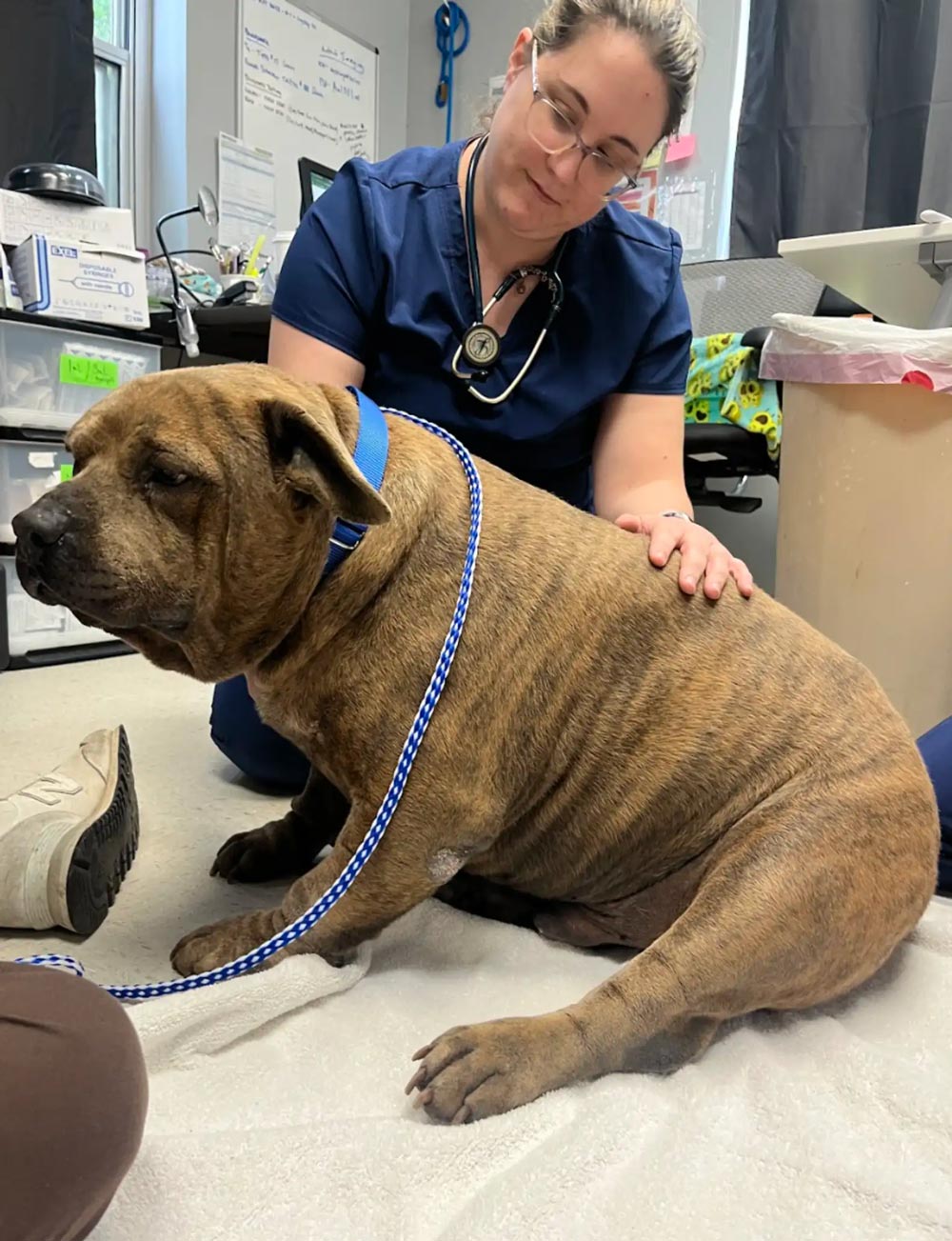 Overweight Shelter Dog Sheds 45 Pounds And Finally Feels Good Again