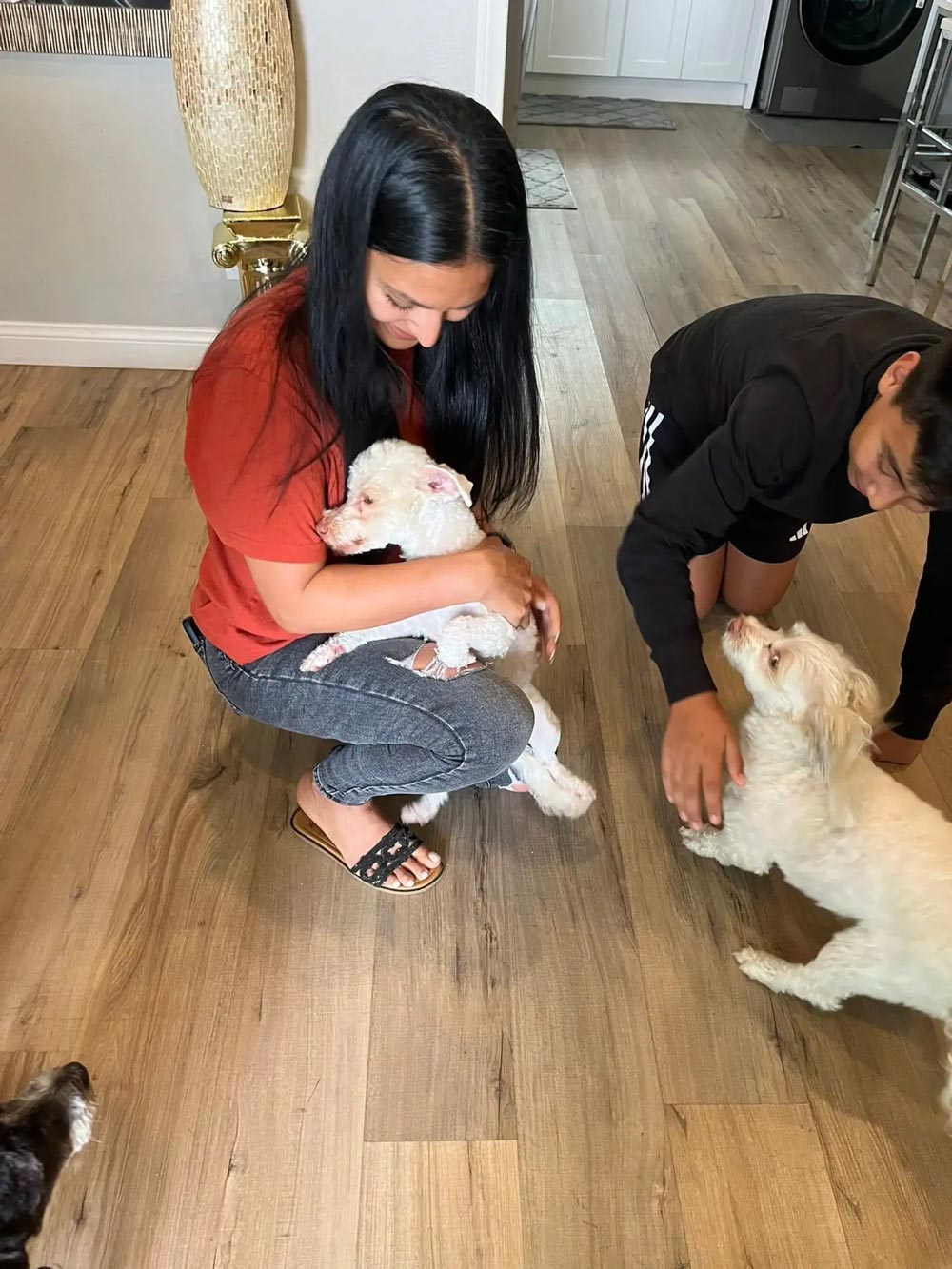 Driver Stops Traffic To Save Matted Dog And Discovers She Has A Family