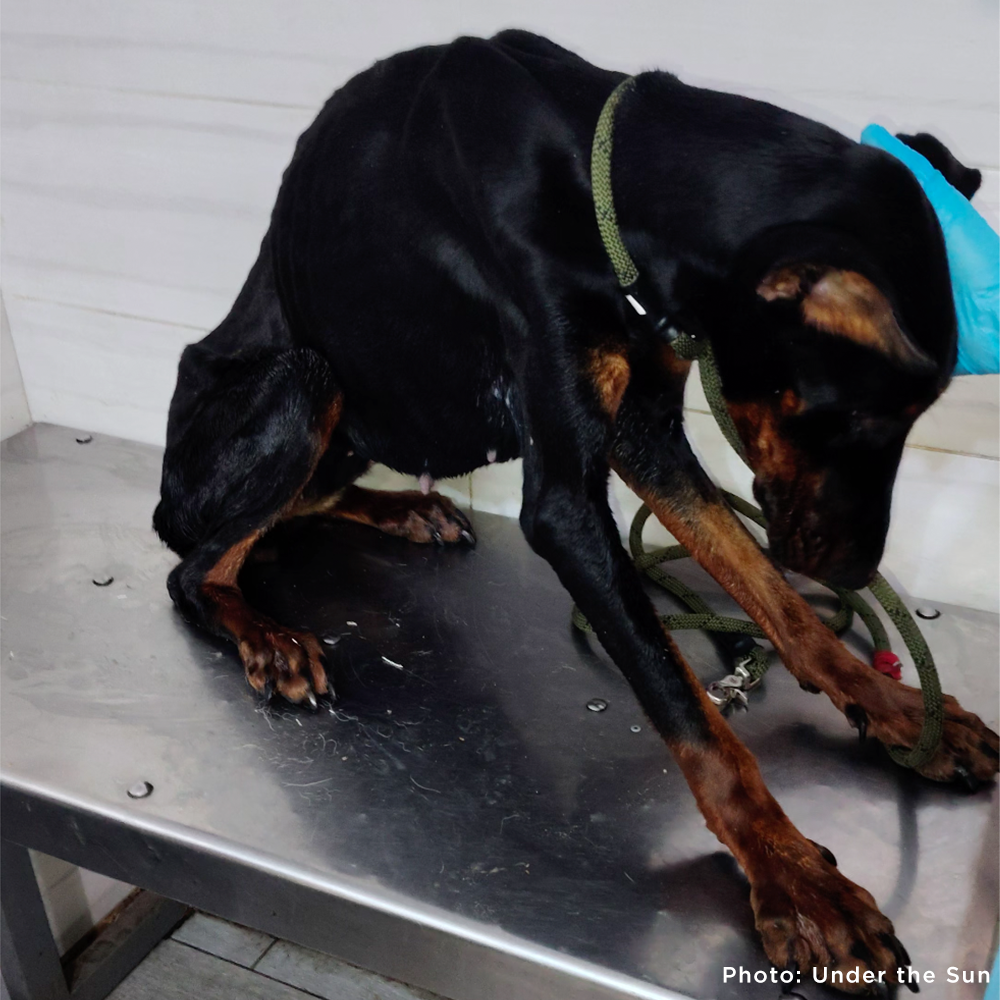 Emaciated Dogs Rescued from War-Torn Village Need Your Support to Survive