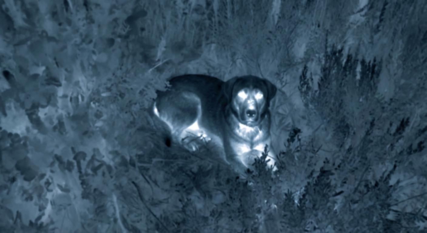 How a Thermal Drone Lost Pet Service Reunites Families in Seattle