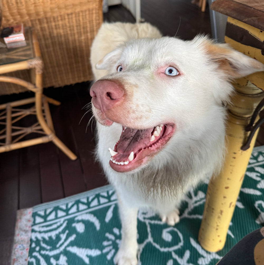 This Border Collie Was Labeled Too Broken Until Someone Learned His Language